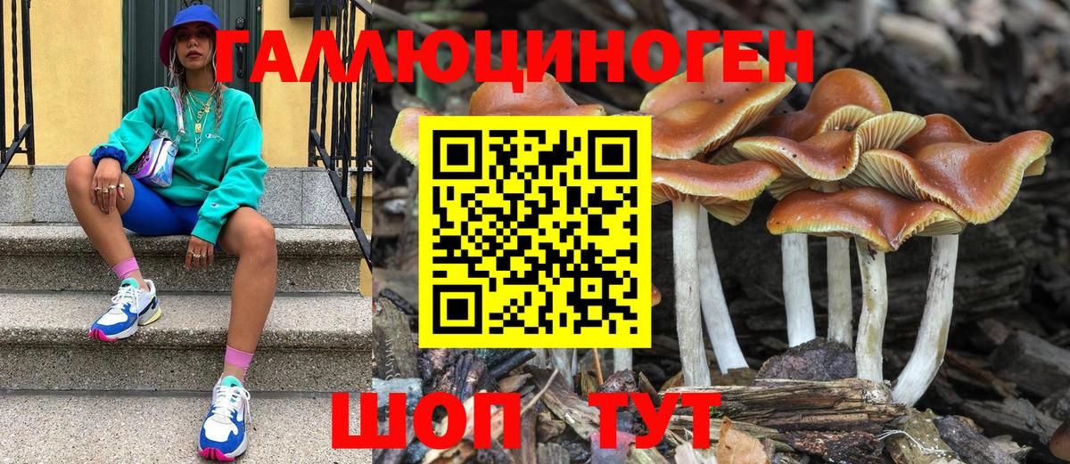Псилоцибиновые грибы Psilocybe Калининград