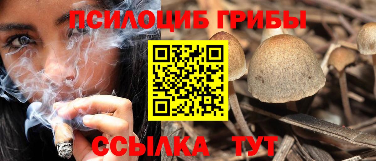 Псилоцибиновые грибы прущие грибы  Вход с VPN  Калининград  Псилоцибиновые грибы Psilocybine cubensis 